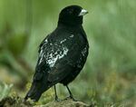 Black Lark - Kazakistan S4E9836 (16946135312)-cropped.jpg