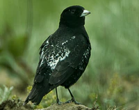 Black Lark - Kazakistan S4E9836 (16946135312)-cropped.jpg