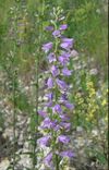 Campanula bononiensis inflorescence.jpg
