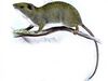 Carpomys phaeurus.jpg