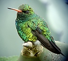 Chlorostilbon lucidus lucidus, Calle Avaroa, Santa Cruz, Bolivia 2.jpg