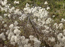 Clématite fruits01.jpg