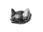 Coleura afra.png