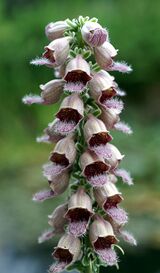Digitalis ferruginea Orchi 01.jpg