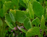 Doronicum clusii ENBLA02.JPG