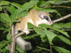 Dryomys nitedula.jpg