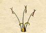 Ehret-Methodus Plantarum Sexualis-C.jpg