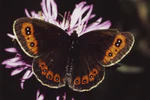 Erebia aethiops.jpg