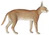 Felis caracal - 1818-1842 - Print - Iconographia Zoologica - Special Collections University of Amsterdam -(White Background).jpg