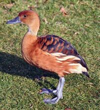 Fulvous whistling duck.JPG