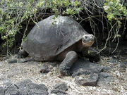Giant Tortoise.jpg