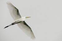 Grey sky, great egret.jpg