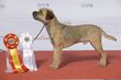 Grupp 3, BORDERTERRIER, Sweeping Farbror Barbro (24227702261).jpg