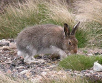 Lepus timidus 01.jpg