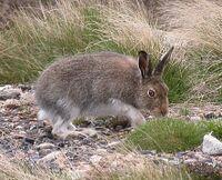Lepus timidus 01.jpg