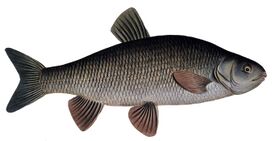 Säunaz