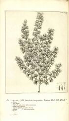 Linnaeus Hortus Cliffortianus plate 31.jpg