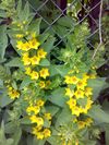 Lysimachia punctata 2.jpg