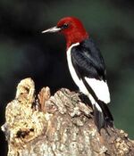 Melanerpes erythrocephalus FWS.jpg