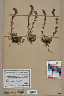 Neuchâtel Herbarium - Artemisia genipi - NEU000010205.jpg