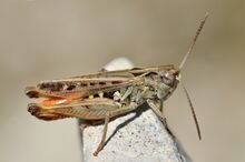 Omocestus haemorrhoidalis male (7973912932).jpg