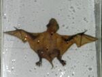 Pipistrellus savii.jpg