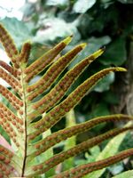 Polypodium cambricum 002.jpg