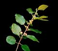 Rhamnus frangula 05 ies.jpg