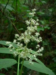 Sambucus racemosa 10586.JPG