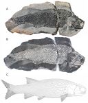 Teffichthys elegans.jpg