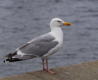 2016.07.16.-12-Kiellinie Kiel--Silbermoewe.jpg