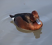 Aythya nyroca 1.jpg