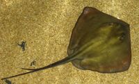 Dasyatis pastinaca01.jpg