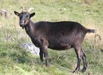 Drezhnica goat (cropped).JPG