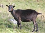 Drezhnica goat (cropped).JPG