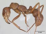 Ectatomma tuberculatum casent0173380 profile 1.jpg