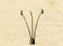 Ehret-Methodus Plantarum Sexualis-B.jpg