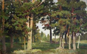 Forest. Study (Shishkin).jpg