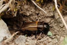 Gryllus campestris female (4724690375).jpg
