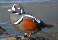 Harlequin duck (Histrionicus histrionicus) (12918080305).jpg
