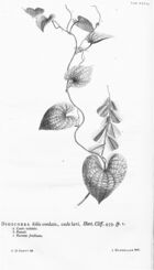 Hortus Cliffortianus (TAB- XXVIII) BHL397242.jpg