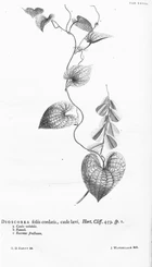 Hortus Cliffortianus (TAB- XXVIII) BHL397242.jpg