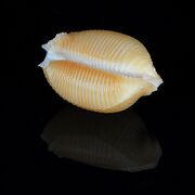 Ipsa childreni 2 600x600.JPG