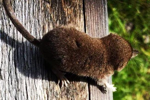 Lappnäbbmus 140621 (cropped).jpg