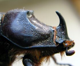 Oryctes nasicornis 1382.JPG