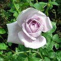 Rose Mainzer Fastnacht.jpg