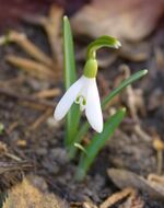 Spring - Snowdrop.jpg