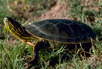 A western painted turtle facing away from the viewer on top of a dirt-patch overlooking water.