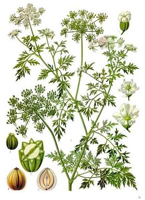 Aethusa cynapium - Köhler–s Medizinal-Pflanzen-154.jpg