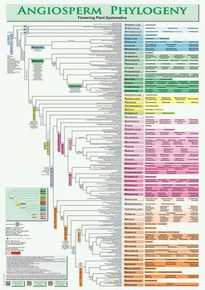 Angiosperm phylogeny poster.png